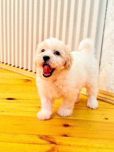 pisik ucun evler: 2 ay, Erkek, Peyvəndli — 2