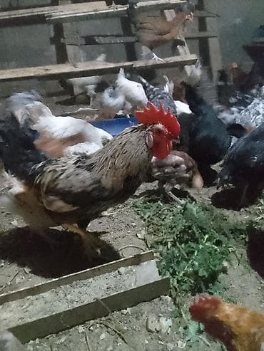 toyuq cuce: Məhsul: Ev təsərrüfatı üçün xoruzlar Təsvir: - Fərqli rəng və — 3