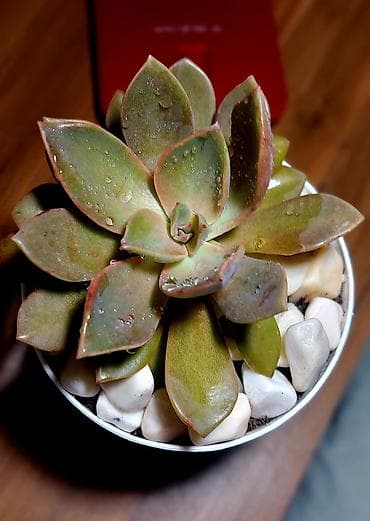 Buket güllər: Qırmızı rəngli plastik qabda olan dekorativ Begoniya bitkisi. Bu bitki — 5