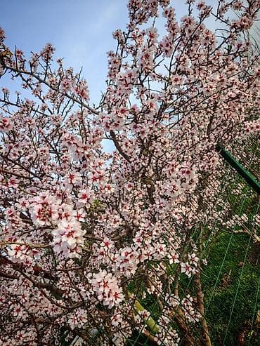 lokbatanda kiraye: Hövsan qəs., 75 kv. m, 2 otaqlı, Hovuzsuz, Qaz, İşıq, Su — 5