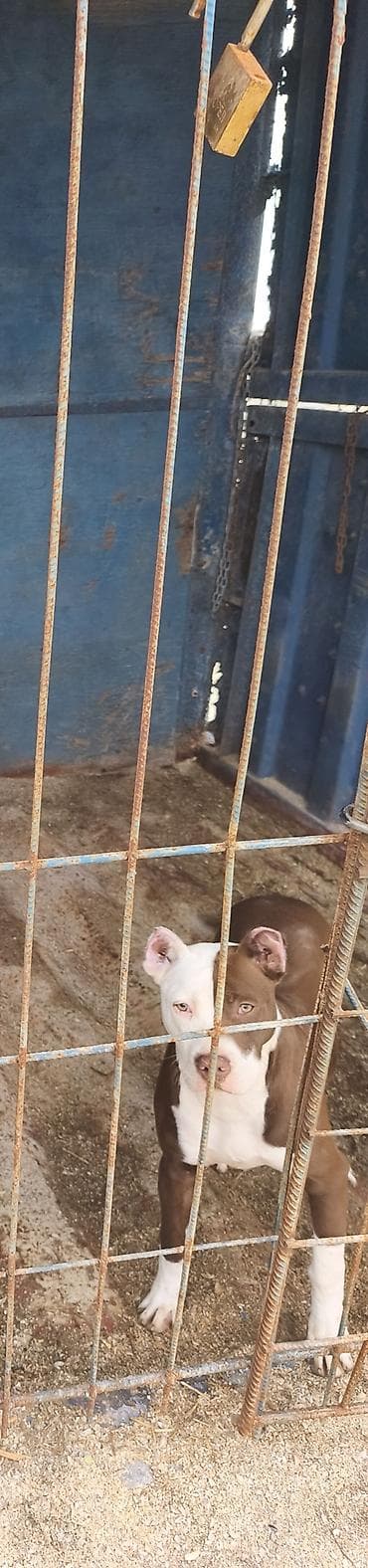 satdıq at: Pitbul, 10 ay, Dişi, Peyvəndli — 2