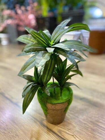 bitki toxumlari: Depodan bir basa satis 70azn baslayan dekarativ suni agaclar topdan — 18