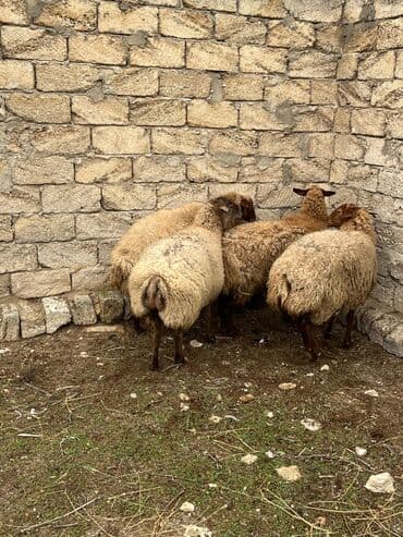 ZİL: Salam kök ətdiy kəskiliy qoyunlar super kökdülər — 4