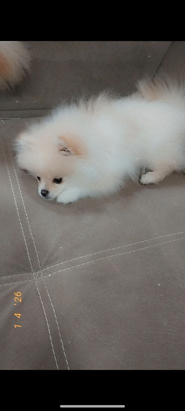 Şpitz, 5 ay, Dişi, Peyvəndli
