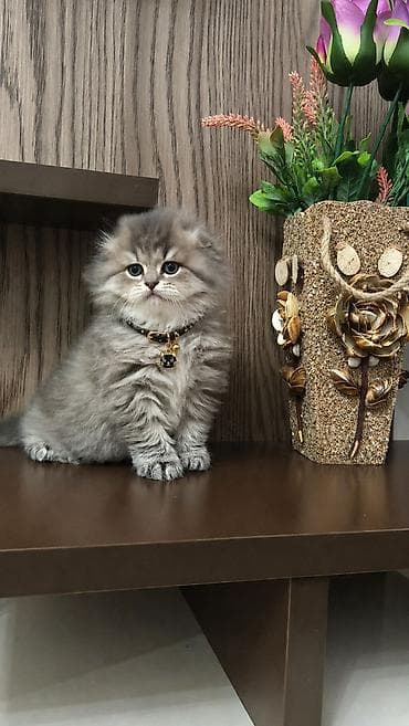 шиншилла котенок купить: Tam sağlam toppuş balalar!!! — 2