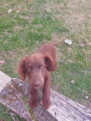 Gəmiricilər: 5 ay, Erkek, Peyvəndli, Ödənişli çatdırılma — 2