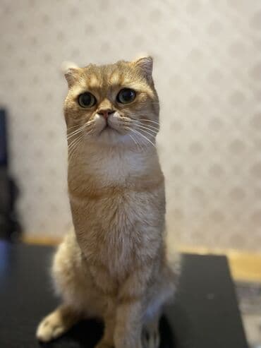 золотая шиншилла баку: Qızıl şinşilla, Erkək, Cütləşmə üçün — 3