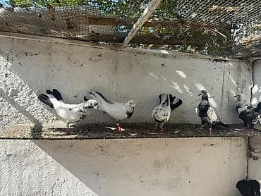 Enli quyrug qara ciller hazir cutde var tek erkeyde var tek maya lalafo.az -da Enli quyrug qara ciller hazir cutde var tek erkeyde var tek maya