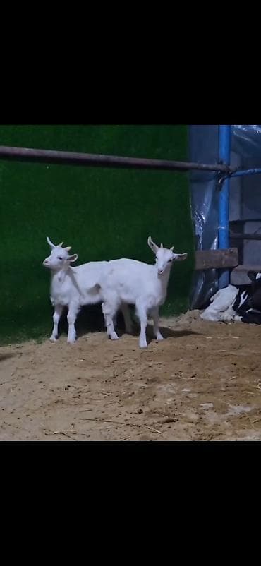 iri buynuzlu: Sütlü keçi ailəsi – ana keçi və iki bala - Cins: ağ rəngli, buynuzlu — 6