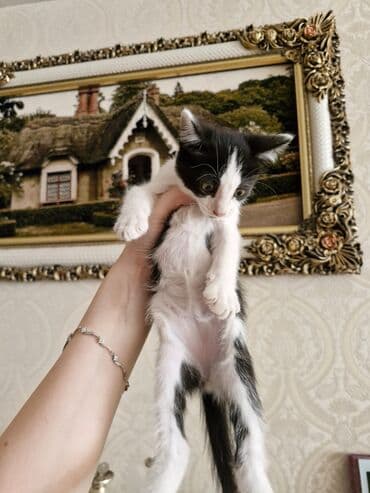 домики для кошек баку: Yaxşı əllərə — 7