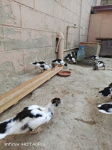 hamster satis: Gördüyünuz 52-53 günlük lal ördəklərdir 5 ədədi satılır ünvan binə — 3