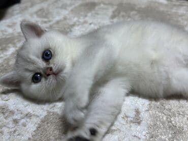 шотландская серебристая шиншилла купить: Шиншилла, Самец, В добрые руки, Самовывоз — 6