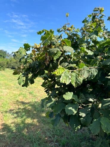 hind qozu agaci: Fındıq (Corylus avellana) kolu – meyvə bağları və həyətyanı sahələr — 1