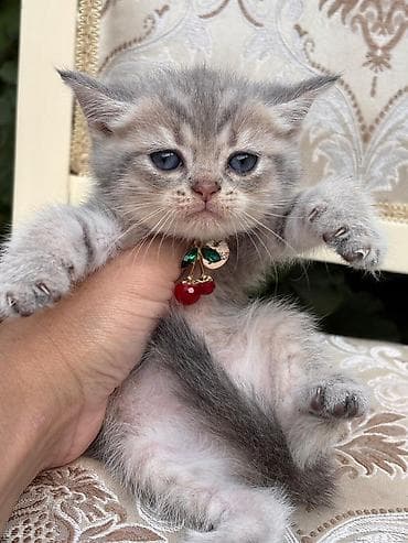 ditdili dermani: 100 AZN sağlam Blue point sihinsilla mavi göz 😍 Qum terbiyesi var — 1