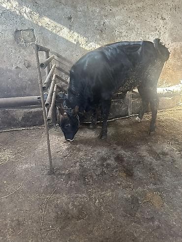 cins inek: Bordaqa yararlıdir - Növ: iri buynuzlu mal-qara, erkək (buğa/keçi — 3