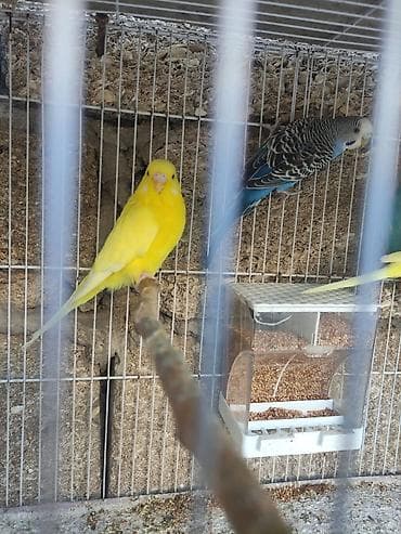 quş: Korella 35 manattan bozlar sarilar 45-50 Azn qefesde var 15-20 Azn — 6