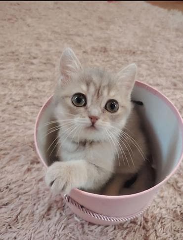 bala pişikler: Qızıl şinşilla, Dişi, Yaxşı əllərə, Ünvandan götürmə — 1