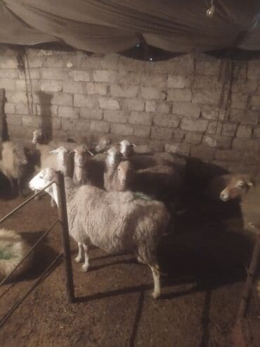 qoyun bazari: Qoyun sürüsü satılır - Növ: yerli qarışıq (ağ və qəhvəyi rəngli, uzun — 8