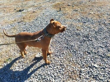 itlər pitbul: Pitbul — 3