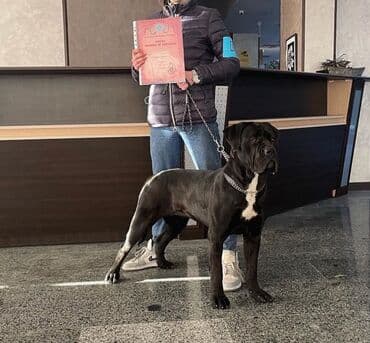 хомяк цены: Кане-корсо, 3 месяца, Самец, С родословной — 3