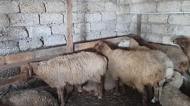 qoyun: - Cins: yerli quyruqlu (yağlı quyruq) - Tip: ana qoyunlar da var — 6