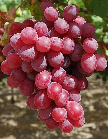 coban isi axtariram: Bağban, 50 yaş, 5 ildən artıq təcrübə — 1