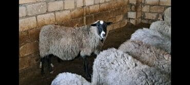 Qazlar: Satılır: Qoyun sürüsü - Növ: yerli qarışıq cinsli qoyunlar (qara, boz — 4