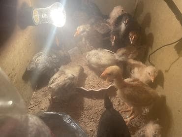 Inəklər, öküzlər: Toyuq cücələri, Damazlıq — 2