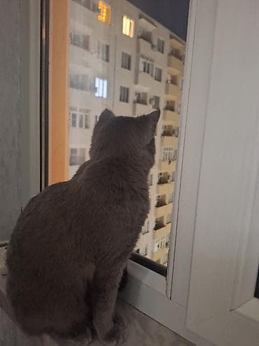 Digər heyvanlar: Britan, Dişi — 4