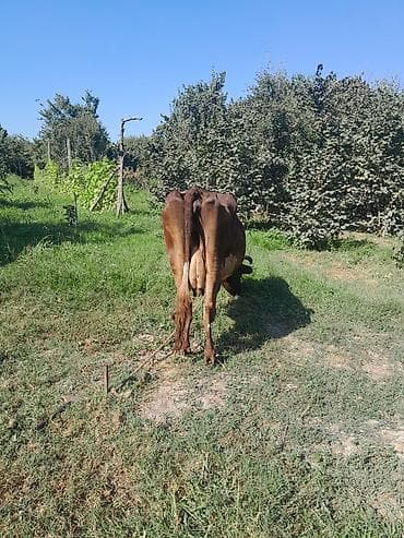 аквариум без рыб: İneg satilir Isteyen olsa bala ileya da tek, bala 4 cu aya keçib — 6