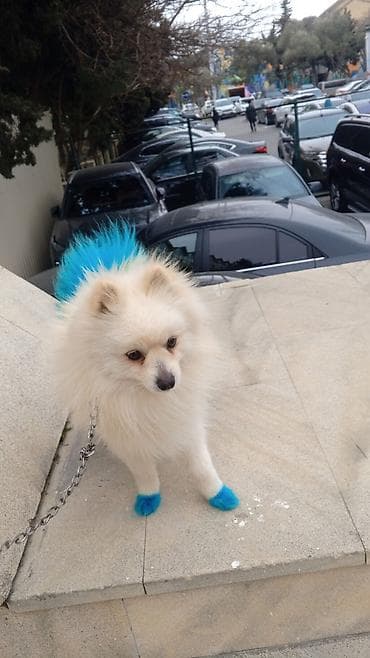 Heyvanlar üçün mallar: Şpitz — 2