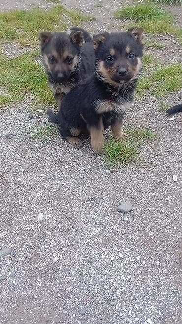 qurdbasar iti satisi: Alman çoban iti, 2 ay — 3