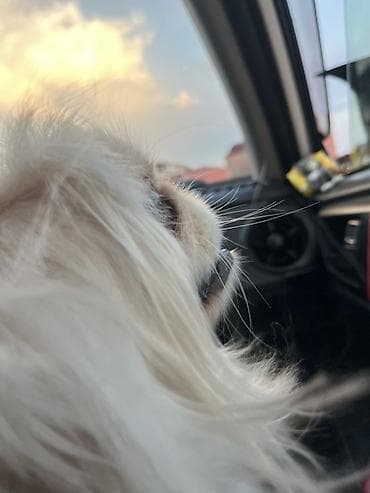 it xaski: Pekines, 1 il, Dişi, Ünvandan götürmə, Pulsuz çatdırılma — 5