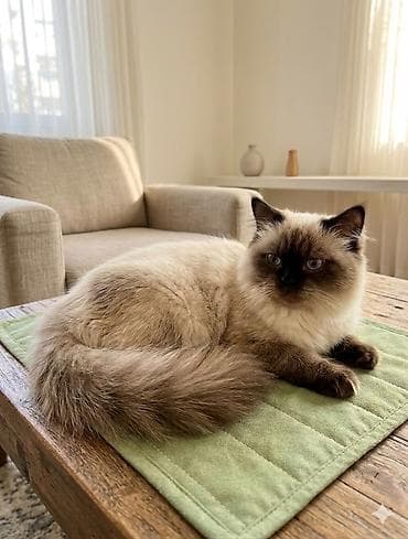 pisik sortlari: Yaxşı əllərə — 2