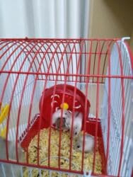 Gəmiricilər: Cunqariklar satılır. 2 həftəlikdikər. Anadan ayrıla bilərlər. 2 erkek — 4