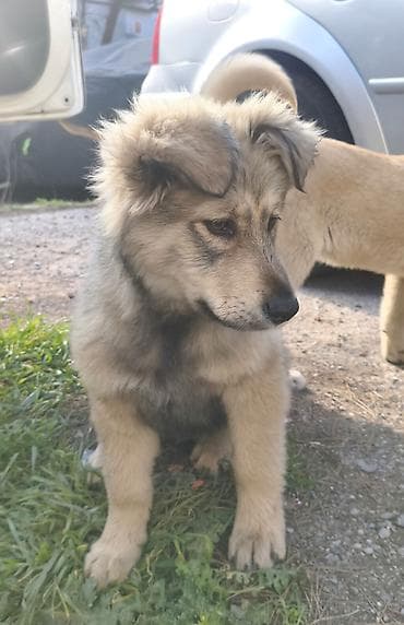 itlerin alisi: Pulsuz çatdırılma — 1