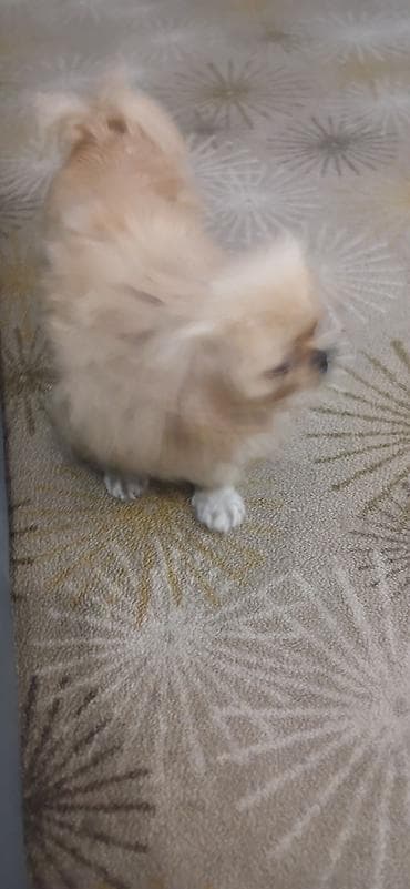 it: Pekines — 2