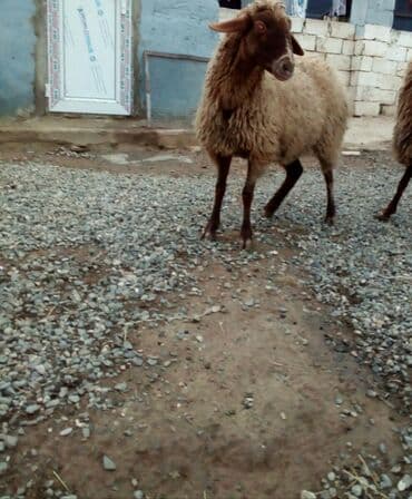 balasına sud verməyən qoyun nə adlanır: Məhsul: Qoyunlar - Növ: Yerli (ehtimalən qaragül/yağlı quyruq tipli) — 6