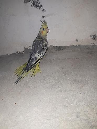 Nimfa (Cockatiel) papağanı - Növ: Nimfa (Nymphicus hollandicus)