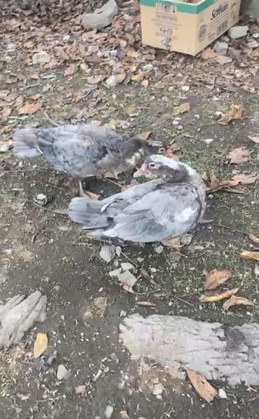 сколько стоит щенок чау чау: Məhsul: Muskoviy ördəkləri (indo-ördəklər) Kül rencilər lavandadı — 4