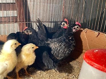 kənd cücəsi: Damazlıq — 1