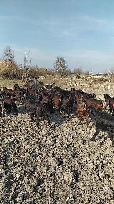 cins piwikler: Super damazliq heleblermiz ve turk kecilermiz geldi kime maraqlidsa — 7