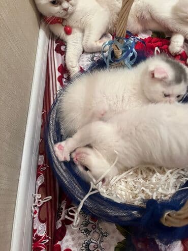 it pişik: Şotland yastı qulaq — 11