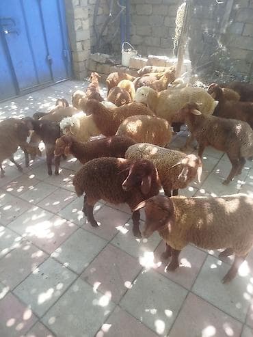 qoyun əti: Qoyun-quzu sürüsü satılır 27 quzudu biri 185 lə endirim olacaq kom — 1
