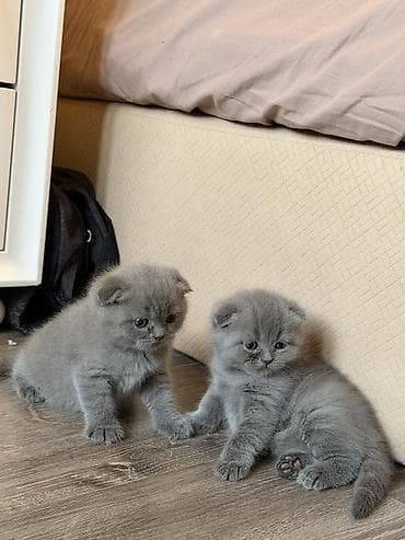 Heyvanlar üçün mallar: Britan yastı qulaq, Erkək, Yaxşı əllərə, Ünvandan götürmə — 2