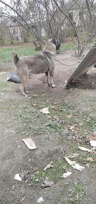 pon pon toyuqlar: Qafqaz çoban iti, 1 il, Erkek — 2