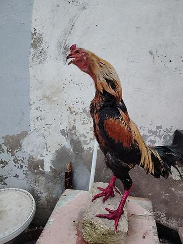 qoyunla barter: Salam heyrati xoruzu satilir yaş yarımlıq heyvandı əsl damazligdi — 3