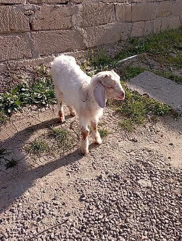 ucuz keci: Salam Adı Cimi "Dir )))) 2 Ay Yarımlıq Erkek Barter toyuq, Lal Ördək — 1