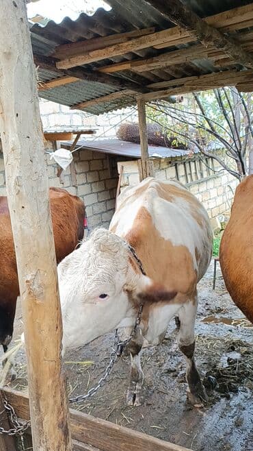 smental inekler: Самка, Simental, лет: 3, Для молока — 4