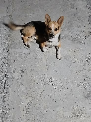 Zvonok, 2 il, Erkək, Peyvəndli — 5